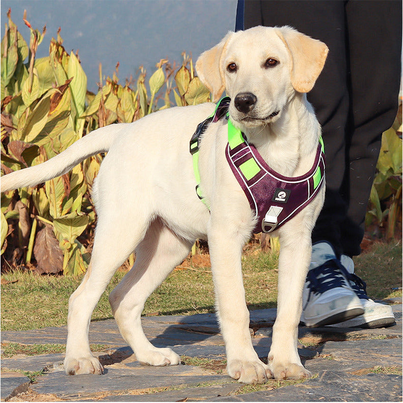 Brustgeschirr für Hunde mit Leine von SeaCurity GmbH